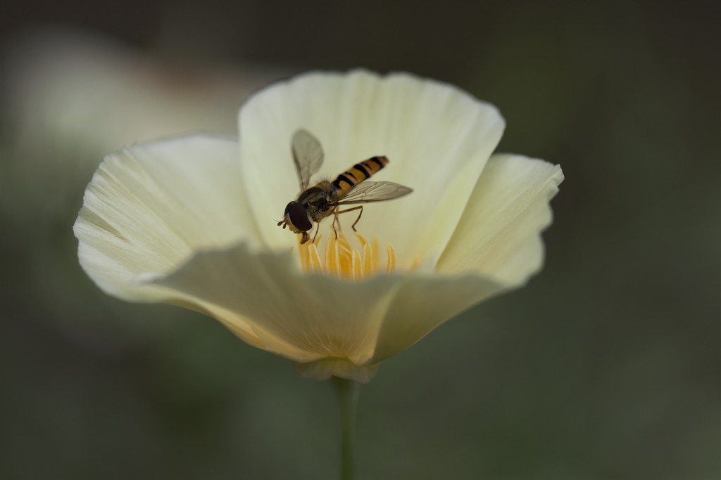 Syrphe porte-plume (Sphaerophoria scripta)