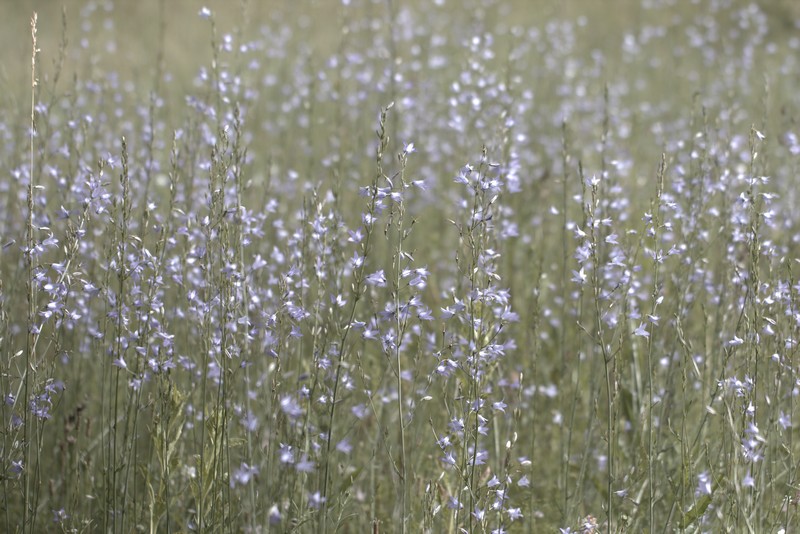 Campanule raiponce (Campanula rapunculus)