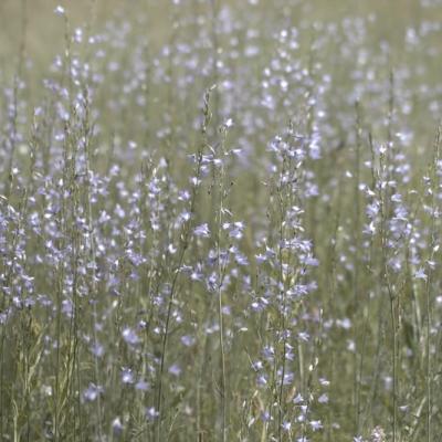 Campanule raiponce (Campanula rapunculus)