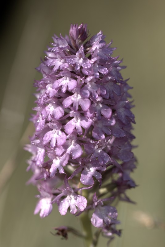 Orchis singe (orchis simia)