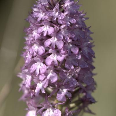 Orchis singe (orchis simia)