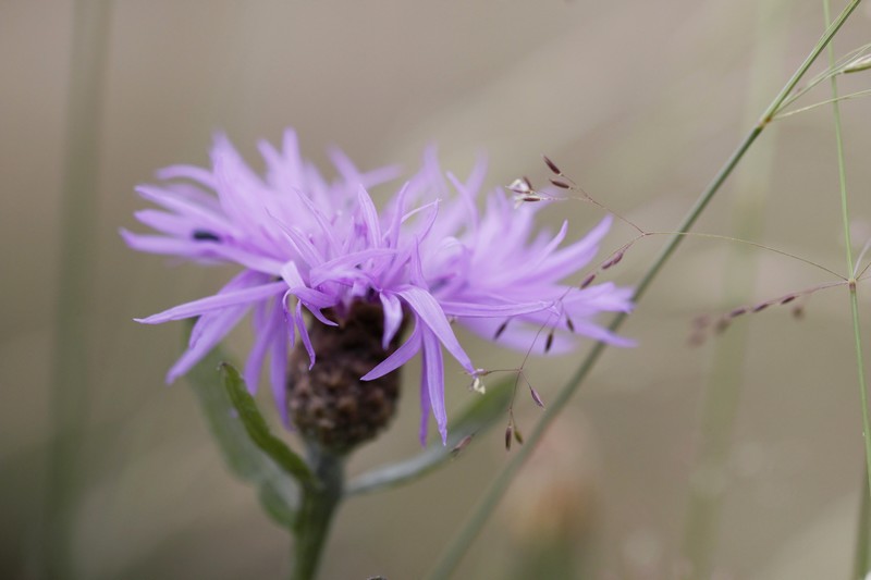 Cirse des champs (Cirsium arvense)