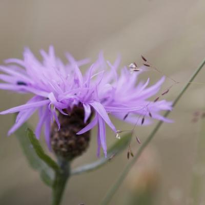 Cirse des champs (Cirsium arvense)