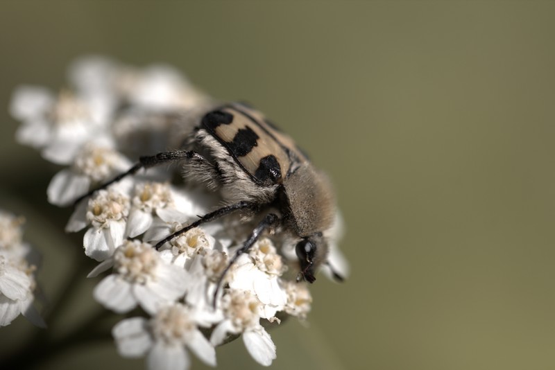 Trichie Fasciée  (Trichus fasciatus)