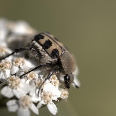 Trichie Fasciée  (Trichus fasciatus)