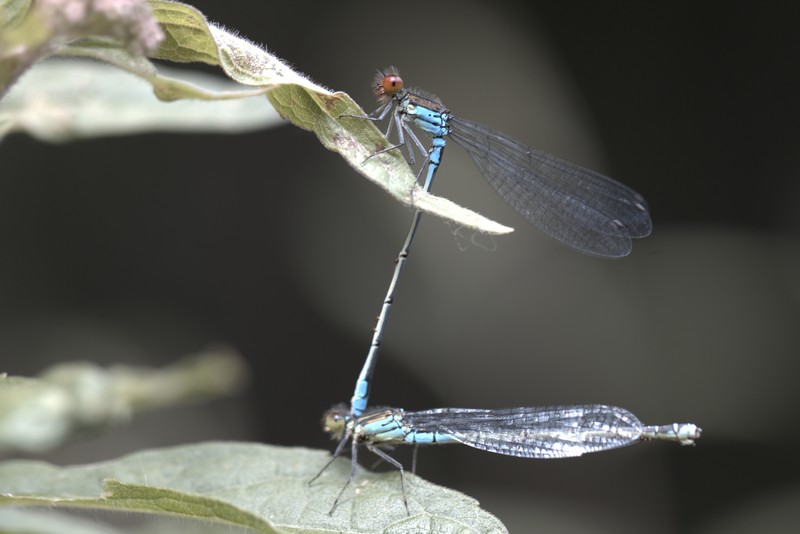 Demoiselle (Zygoptera)