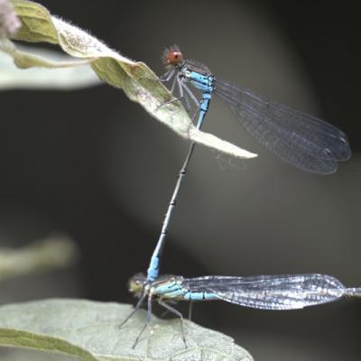 Demoiselle (Zygoptera)