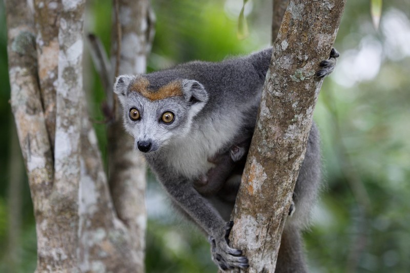 Lémurien Madagascar