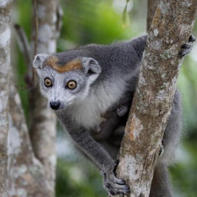 Lémurien Madagascar