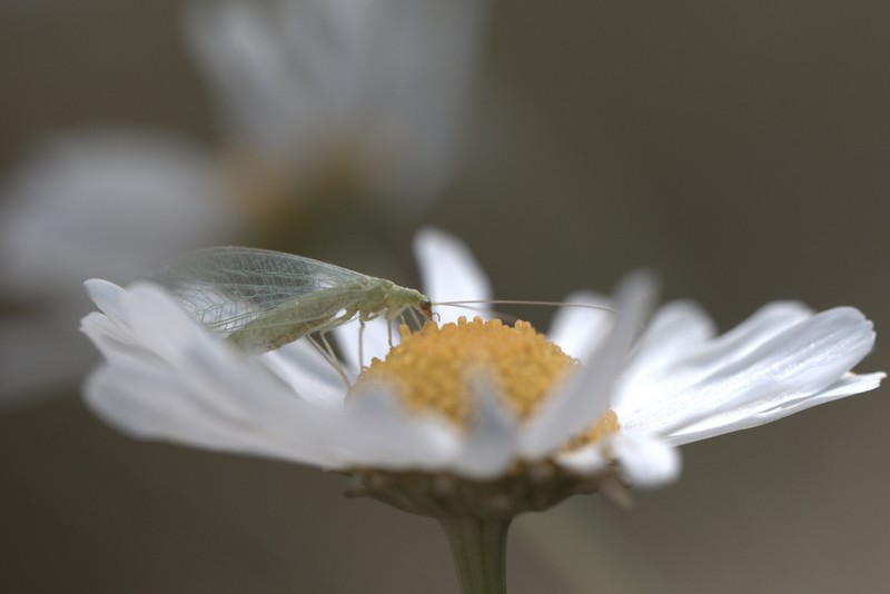 Chrysope verte (névroptères)