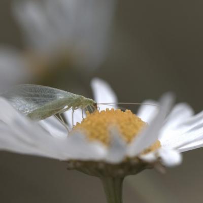 Chrysope verte (névroptères)