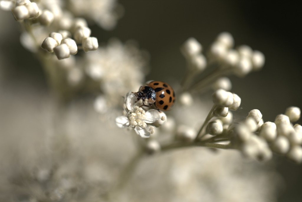 Coccinelle asiatique '(Harmonia axyridis)