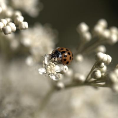 Coccinelle asiatique '(Harmonia axyridis)