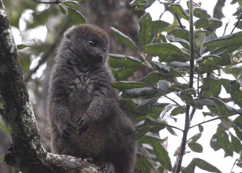 Lémurien Madagascar