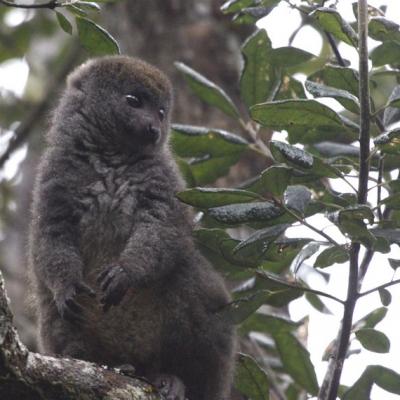 Lémurien Madagascar