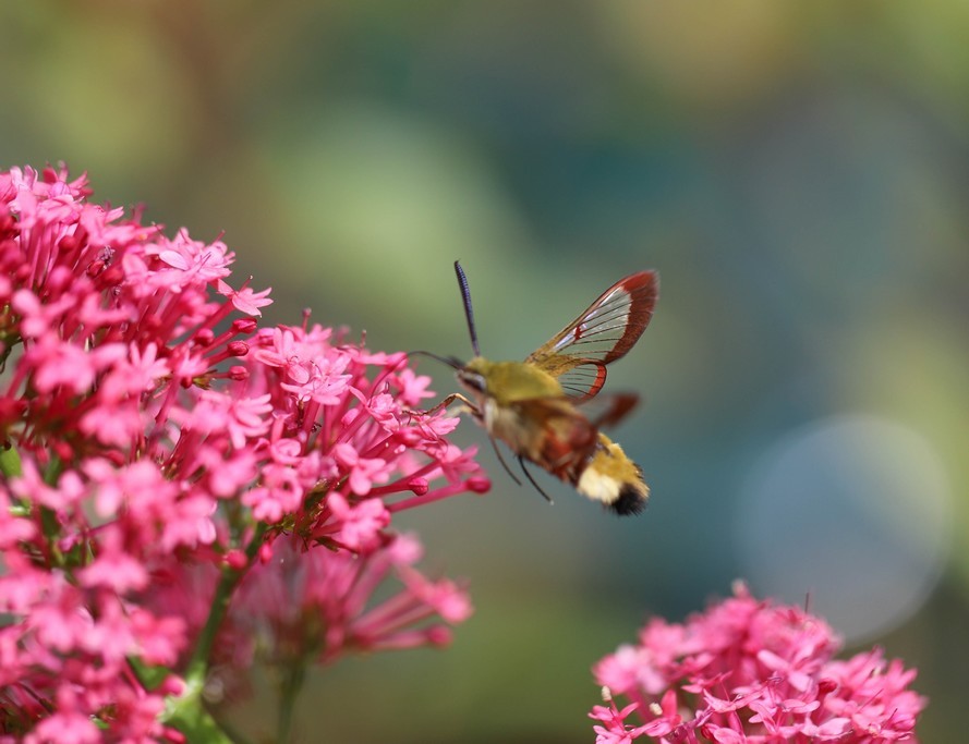 Spinx gazé (hemaris fuciformis) 