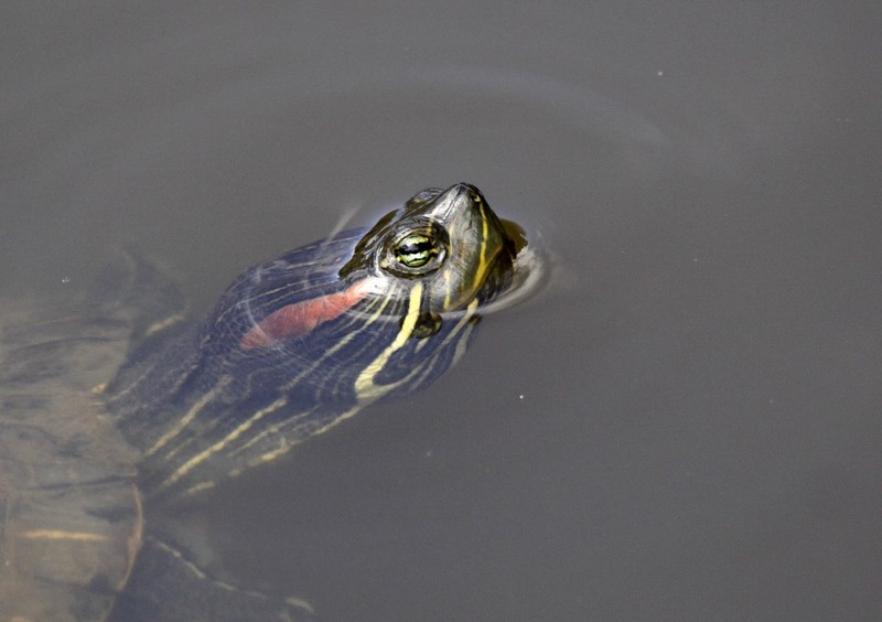 Tortue de floride