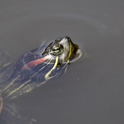 Tortue de floride